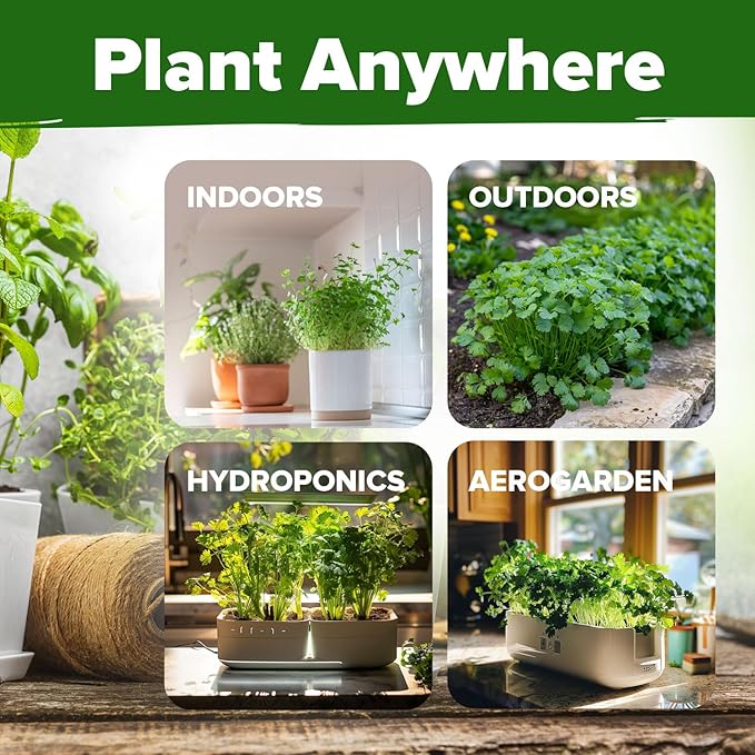 HOME GROWN 500+ Cilantro Seeds (Fast Growing) Heirloom Coriander Seeds for Planting Indoors & Outdoors – Santo Cilantro Herb for Kitchen Garden, High Germination