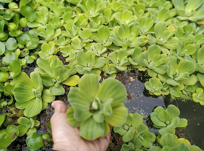 16 Live Water Lettuces, Floating Aquatic Plants for Ponds and Water Gardens (4)