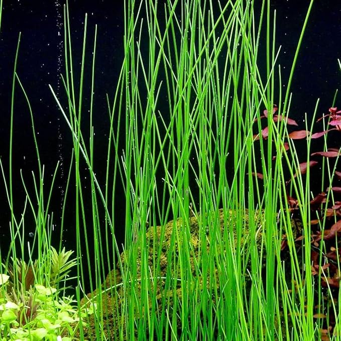 Aquarium Plants Discounts Potted Tall Hairgrass by AquaLeaf Aquatics - Easy Aquatic Live Plant- (Potted Tall Hairgrass, 3 Pack)