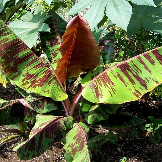 Zebrina Banana Tree Live Plant, Cold Hardy Banana Plant Live, Tropical Banana Fruit Seedling, Well Rooted 4-8 Inch Tall