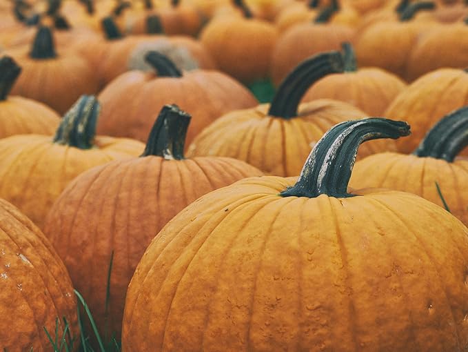 Park Seed Large Marge Hybrid Pumpkin Seeds – Non-GMO, Giant Deep Orange Pumpkins with Blocky Ribbed Shape & Strong Handles, High-Yield Variety for Fall Displays, Pack of 10