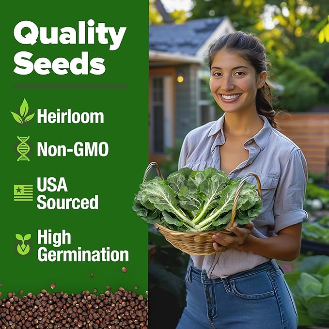 HOME GROWN Collard Green Seeds - 300 Seeds for Fall Planting - High Germination Heirloom Vegetable Seeds, Vates Collard Greens Seed Pack (Brassica oleracea)