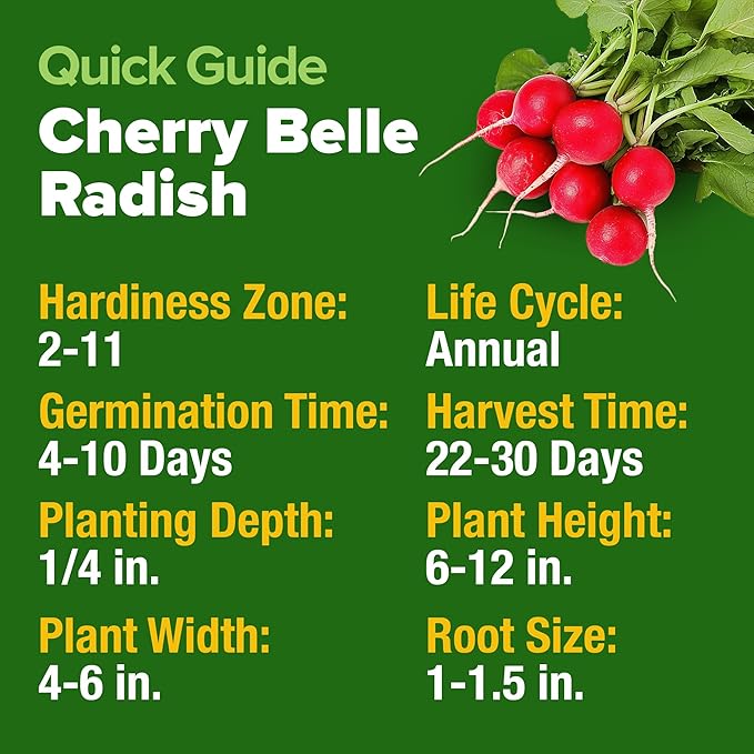 HOME GROWN Cherry Belle Radish Seeds 800+ Non GMO Heirloom Vegetable Seeds for Planting Outdoors Harvest in 30 Days Red Radishes, Spring and Fall Gardens (Raphanus Sativus)