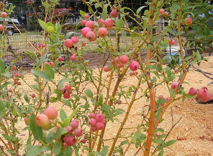 Pink Lemonade Blueberry ( Vaccinium ) - Quart Pot