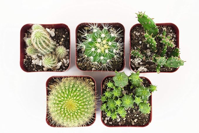 Shop Succulents | Can't Touch This Collection | Assortment of Hand Selected, Fully Rooted Live Indoor Cacti Plants, 5-Pack