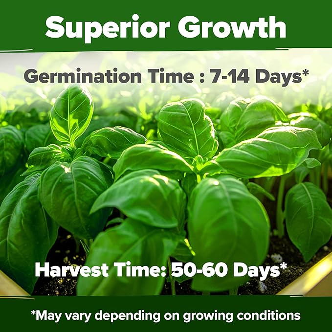 HOME GROWN Genovese Basil Seeds Pack 1,750+ High Germination Heirloom Seeds (Ocimum basilicum) Herb Seeds for Planting Indoor & Outdoor Gardening, for Culinary Use