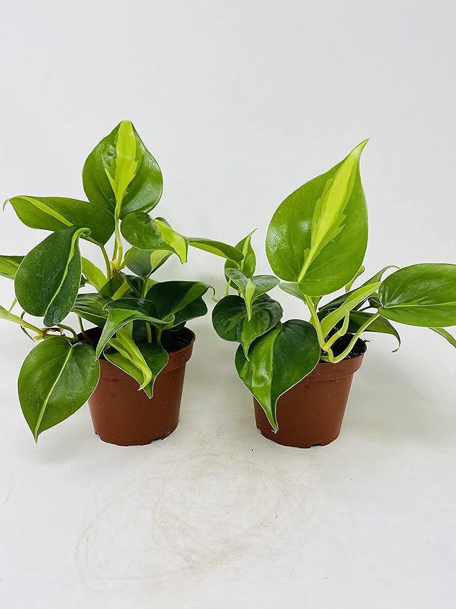Brazil Leaf Philodendron (2 Pack) 4inch pots- Great House Plants