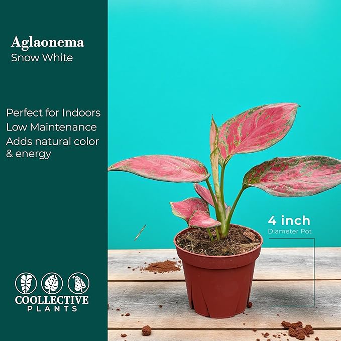 CoollectivePlants Aglaonema Richard – Live Plant in 4″ Grower’s Pot, Chinese Evergreen with Green & Cream Variegated Leaves, Easy Low Light Indoor Plant, Includes UniHeat Pack for Winter Protection