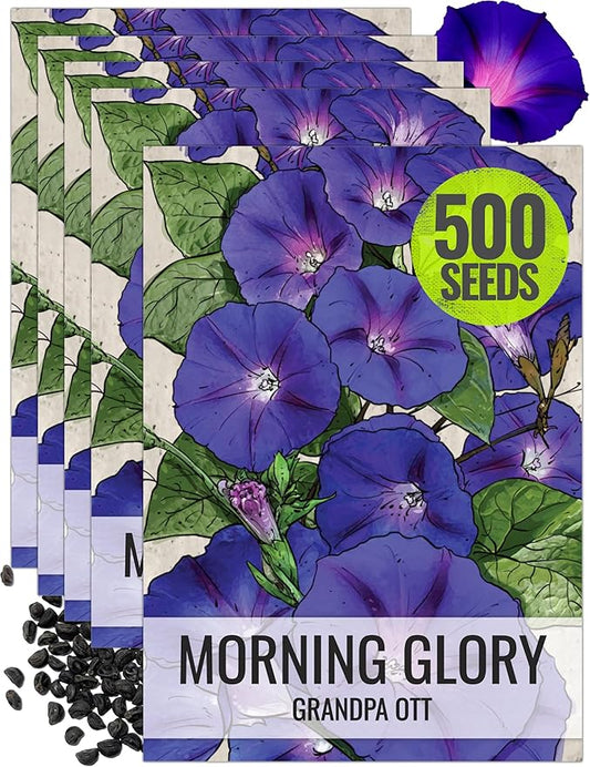 Seed Needs, Grandpa OTT Morning Glory Seeds - 100 Heirloom Seeds for Planting Ipomea purpurea - Annual Blue/Violet Blooms, Flowering Vine for a Natural Privacy Fence (5 Packs)