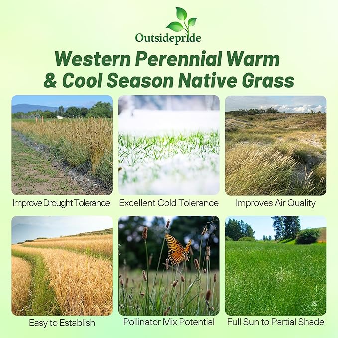 Outsidepride Western Native Grass Seed Mix - 1 lb. Perennial Blend of Warm & Cool Season, Drought Tolerant Grass Seed for Natural Landscaping w/Wildflower, Soil Health Improvement & Erosion Control