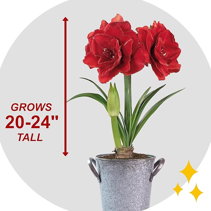 Garden State Bulb Red Double Amaryllis Bulb Holiday Gift Kit, 26/28cm (Zinc Planter)