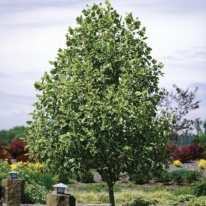 Tuliptree (Liriodendron tulipifera) – 1 Gallon Potted – Fast-Growing Flowering Shade Tree | Arbor Day Foundation (Due to Agricultural Laws, Unavailable to CA or AZ)