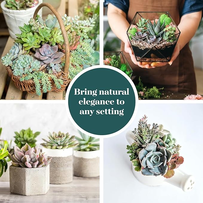 Shop Succulents Pastel Succulent Plant Pack Bulk Collection - Live Mini Succulent Plants, Low Maintenance, Bright & Serene Colors & Textures - Wedding and Party Favors, Gift & Garden, Pack of 32