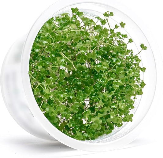 SubstrateSource Live Plant - Hydrocotyle Tripartita 'Japan Mini' - Foreground Carpeting Plant, Snail-Free in Vitro Aquarium Stem - Tissue Culture