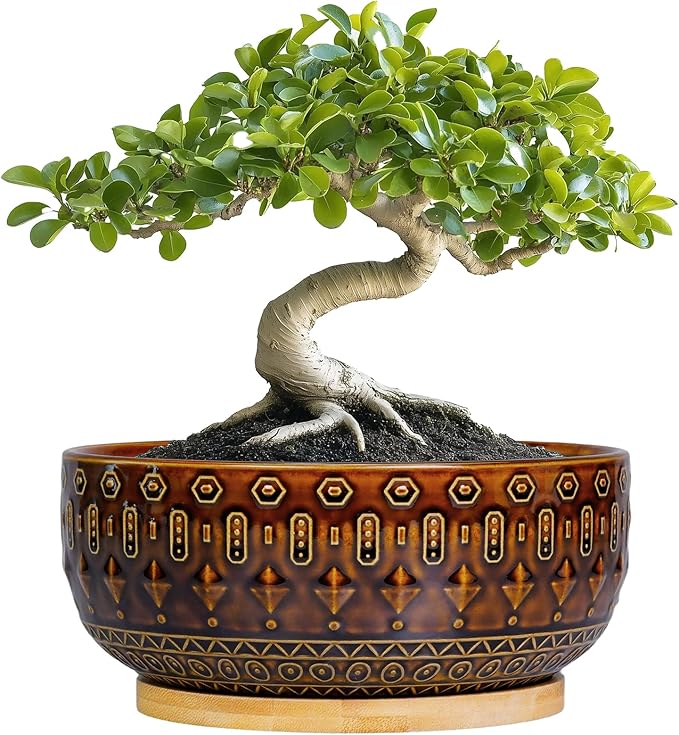 Bonsai Pots - 8 Inch Ceramic Planter with Drainage Hole and Saucer, Boho Round Shallow Succulent Bowl for Indoor Plants Flower, Room Decor, Gifts for Plant Lovers, Brown
