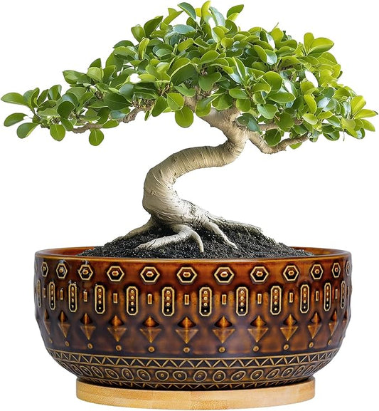 Bonsai Pots - 8 Inch Ceramic Planter with Drainage Hole and Saucer, Boho Round Shallow Succulent Bowl for Indoor Plants Flower, Room Decor, Gifts for Plant Lovers, Brown