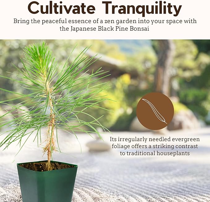 My Shelfie - Japanese Black Pine Bonsai Tree, 3-5-Inch Tall Bonsai Tree Live, Live Plants for Outdoor or Indoor Garden, Mini Tree in 2-Inch Pot