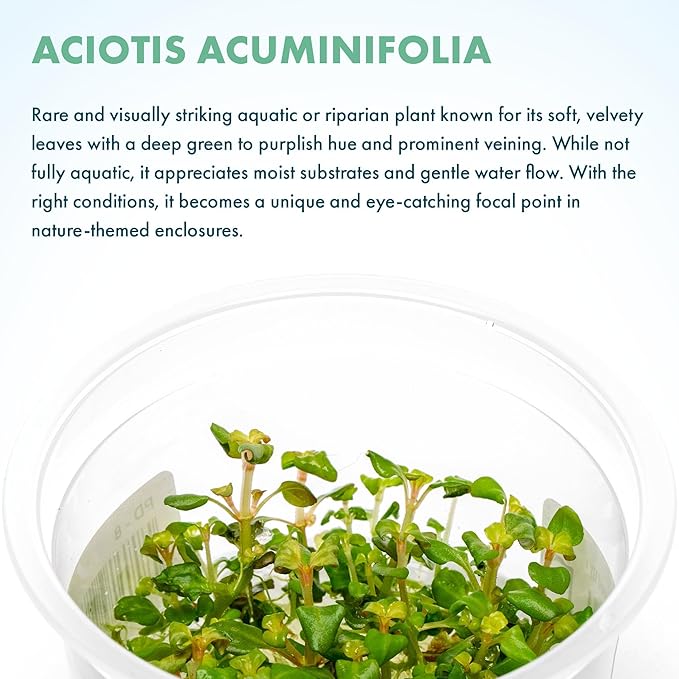 SubstrateSource Live Plant - Aciotis acuminifolia - Slow-Growing Midground Red Accent Plant for Aquascaping, Snail-Free in Vitro Aquarium Stem Plant - Tissue Culture