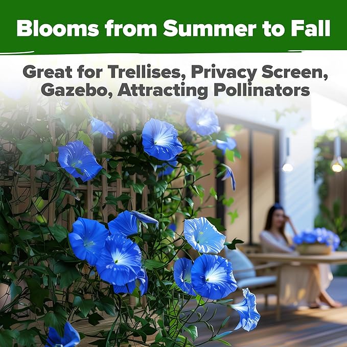 HOME GROWN 𝗨?𝗔 𝗣𝗥𝗘𝗠𝗜𝗨𝗠 Heavenly Blue Morning Glory - 150 Heirloom Seeds for Planting, 𝗡𝗢𝗡-𝗚𝗠𝗢 Ideal for a Flower Garden That Attracts Pollinators and Birds (Ipomoea Tricolor)