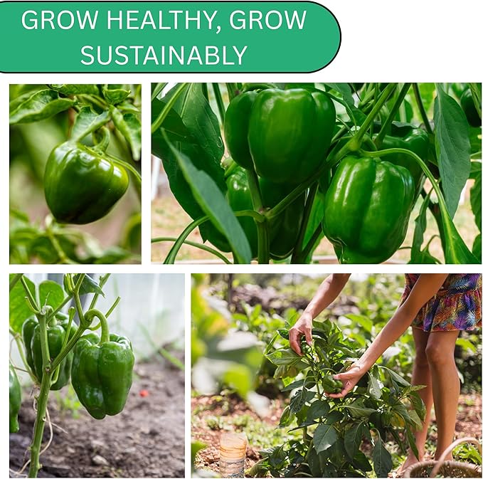 Woods Creek Seeds: Cal Wonder 300 TMR Sweet Pepper Seeds for Planting - Over 250 Heirloom Non-GMO California Wonder Bell Pepper Seeds for Planting Outdoors or Indoors for Home Plant Gardens