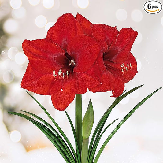 Garden State Bulb Red Lion Amaryllis Flower Bulbs, 26/28cm, Holiday Blooms! (Bag of 6)