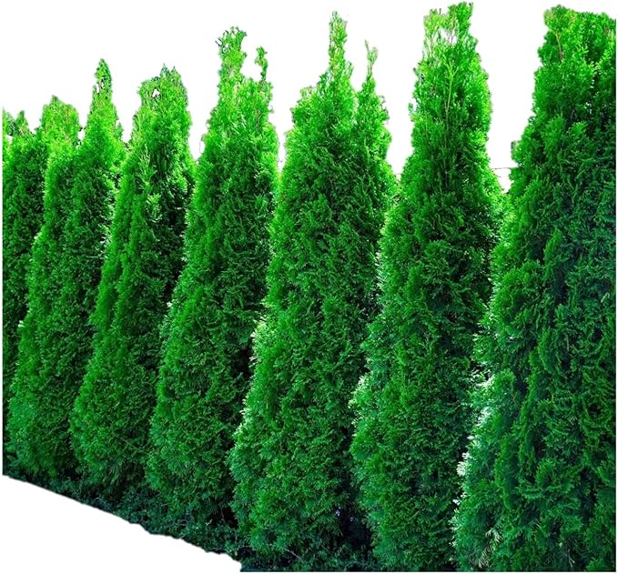 Emerald Arborvitae Evergreen - Live Plant Shipped 1 to 2 Feet Tall by DAS Farms (No California)