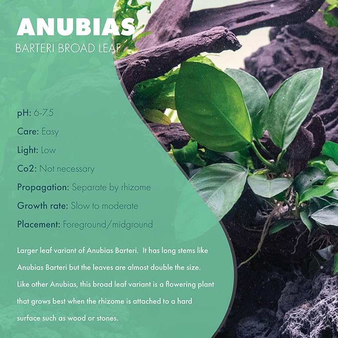 SubstrateSource Anubias Live Aquarium Plants - Potted Freshwater Plant for Fish Tanks, Terrariums - Beginner Friendly Low Light (Barteri Broad Leaf, 1 Pot)