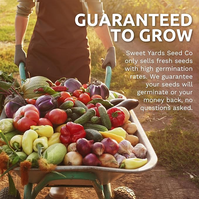 Organic Holy Basil Seeds ‘Tulsi’ – Two Seed Packets! – Over 1,550 Open Pollinated Non-GMO Seeds – Sweet Yards Seed Co.