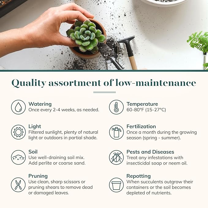 Shop Succulents | Verde Collection | Assortment of Hand Selected, Fully Rooted Live Indoor Green Succulent Plants, 12-Pack
