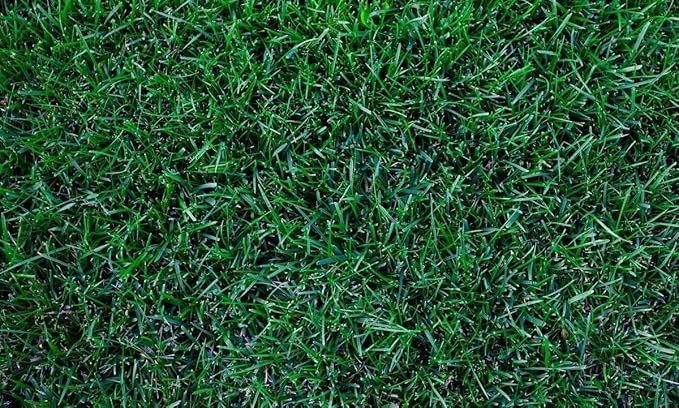 Kentucky Bluegrass Lawn Grass Seed, 1 Pound