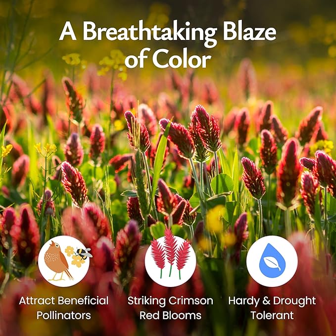 Created By Nature Crimson Clover Seeds, 10,000 Red Annual Wildflower Seeds