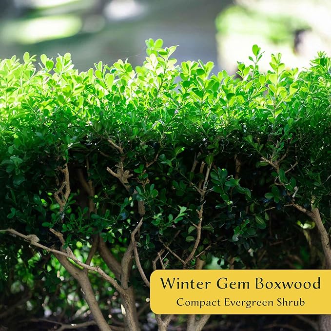 3 Winter Gem Boxwood in 2.5” Nursery Cubes (Buxus microphylla VAR. Japonica) | Evergreen Shrub for Hedges, Borders & Topiary | Ready-to-Plant Live Starter Plants
