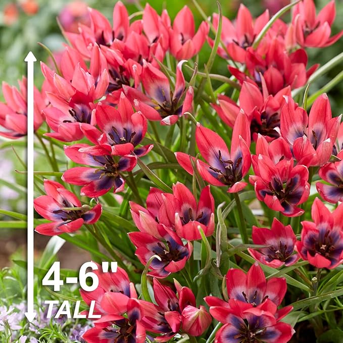 Garden State Bulb Batalinii Little Beauty Tulip Flower Bulbs, 6/+cm, Fall Planting (Bag of 100)