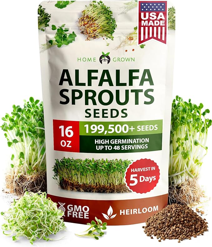 HOME GROWN Alfalfa Sprout Seeds 199,500+ 16oz Bulk Pack with Thousands of Seeds Alfalfa for Sprouting & Microgreens Indoor Outdoor Growing Resealable Bag High Germination