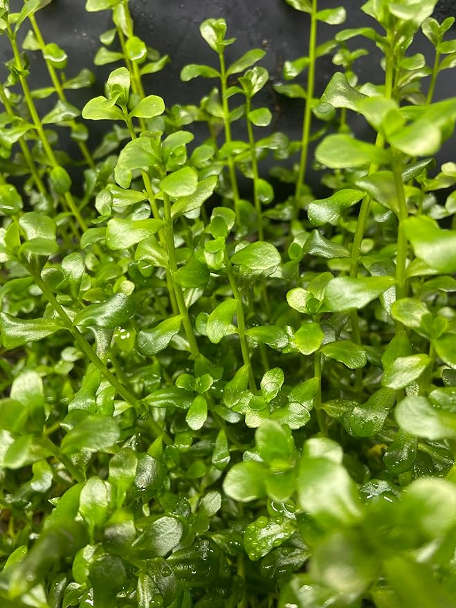 Potted Live Aquarium Plants | Freshwater Aquatic Plants for Aquariums (Moneywort)