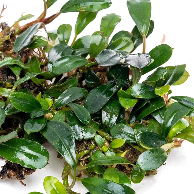 SubstrateSource Bucephalandra Black Tears Live Aquarium Plant - Natural Freshwater Fish Tank Decorations, Aquatic Décor - Small Clump (3-5 Plants)