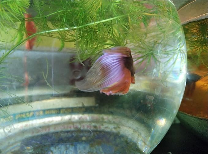 Bundle of Live Male Betta Fish with Hornwort Plants and 5 Inch Spherical Fish Tank, Indoor/Outdoor Home Aquarium