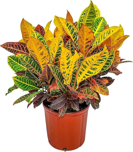 Croton Petra Plant - Tropical Foliage Plant Live - Overall Height 20" to 24" - Tropical Plants of Florida