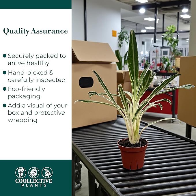 CoollectivePlants Aglaonema Bamboo – Live Indoor Plant in 4" Growers Pot - Elegant Green & Silver Foliage, Easy Care Low Light Houseplant