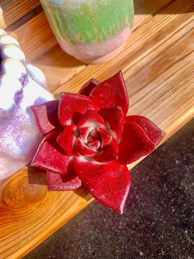 Echeveria Agavoides v Romeo Rubin Rare Live Succulent Plants, Red 1 Head 3" Live Plant, Package Without Pot Soil, Garden Indoor Office Desk, Wedding Party Baby Shower Decoration, Plant Lovers Gifts
