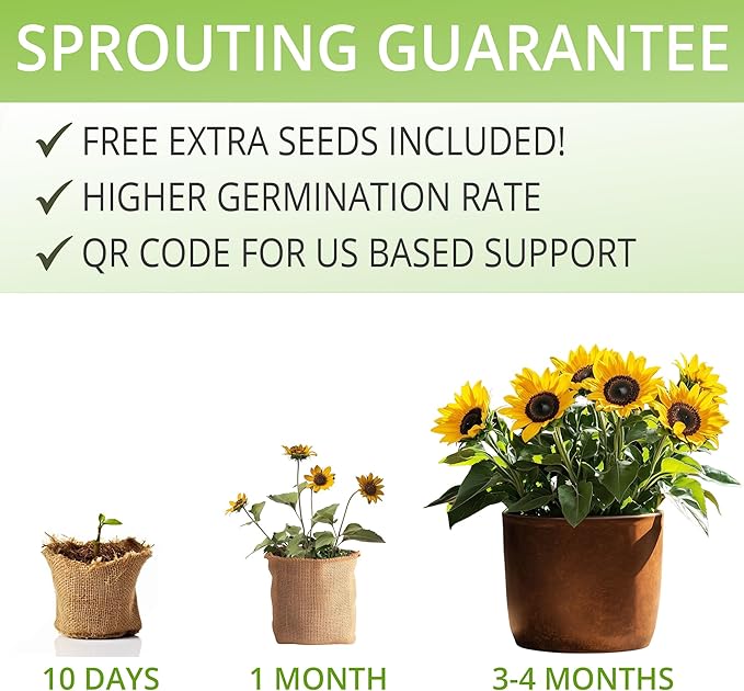AVERGO Sunflower Seeds Growing Kit – Complete Seed and Plant Indoor & Outdoor Kit with Sunflower Seeds for Planting, Planter, Soil, Tools, Instructions – Ideal for Planting Sun Flowers at Home