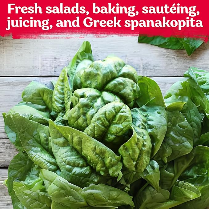 KVITER 400 Bloomsdale Spinach Seeds (Spinacia oleracea) — Non-GMO & Heirloom, Heat Tolerant, Cut and Come Again — Spinach Organic Vegetable Seeds for Planting in Outdoor & Indoor Garden, Containers