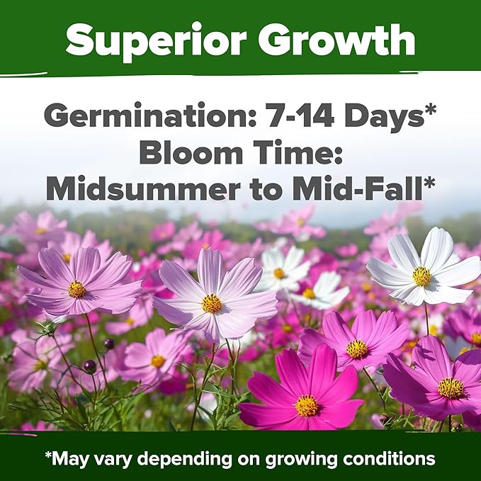 HOME GROWN Cosmos Flower Seeds Bulk Pack for 2026 (1.8 oz) 8,000+ Non GMO Heirloom Annual Wildflower Seeds – Pollinator-Friendly Mix for Pollinators & Outdoor Gardens