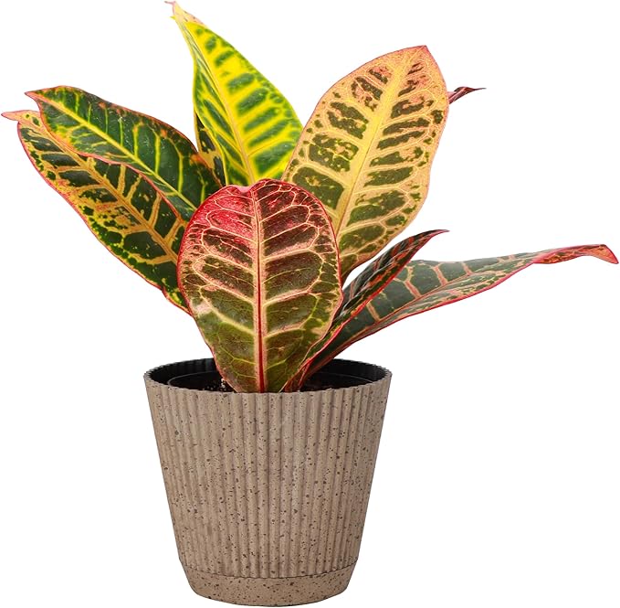 Thorsen's Greenhouse Live Petra Croton Plant, Codiaeum Variegatum, Colorful Foliage, Live Indoor Houselant (Coffee, 4-inch Pot)