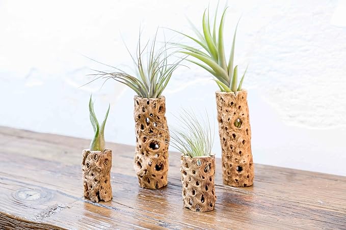 Air Plant Shop 3 Inch Cholla Cactus Holders with Assorted Air Plants- Wholesale and Bulk - Succulents - Live Tillandsia - Easy Care Indoor and Outdoor House Plants (Pack of 1)