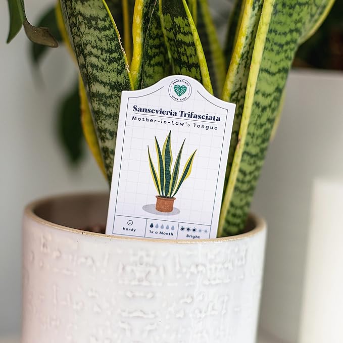 Bubblegum Stuff - Houseplant Care Tags - 30 Plant Species | Indoor Plants - Home Accessories | 100% Recycled Paper - Dimensions 13.7x6cm…