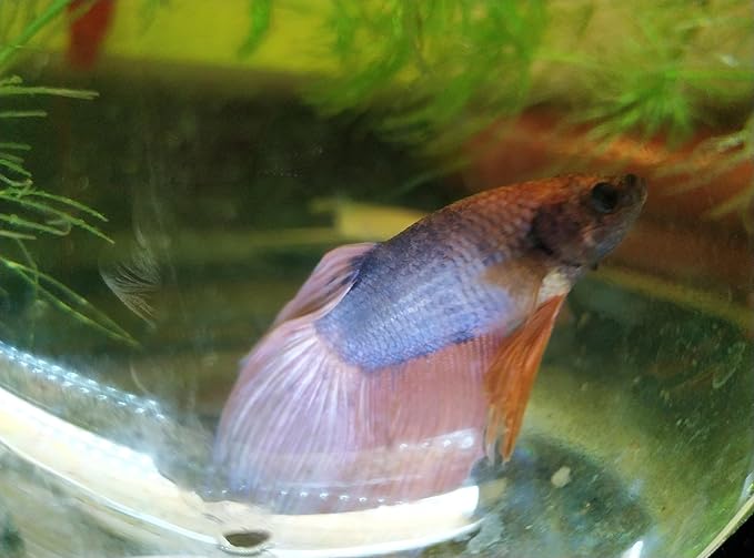 Bundle of Live Male Betta Fish with Hornwort Plants and 5 Inch Spherical Fish Tank, Indoor/Outdoor Home Aquarium