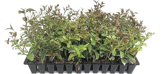 Star Jasmine - 40 Live Plants - Jasminum Nitidum - Fragrant Blooming Evergreen Vine
