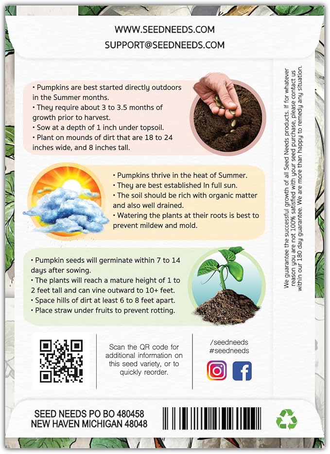 Seed Needs White Pumpkin Seeds for Planting Lumina Pumpkins - Non-GMO Heirloom & Untreated Vegetable Seeds to Plant an Outdoor Pumokin Patch - Perfect for Carving (2 Packs)