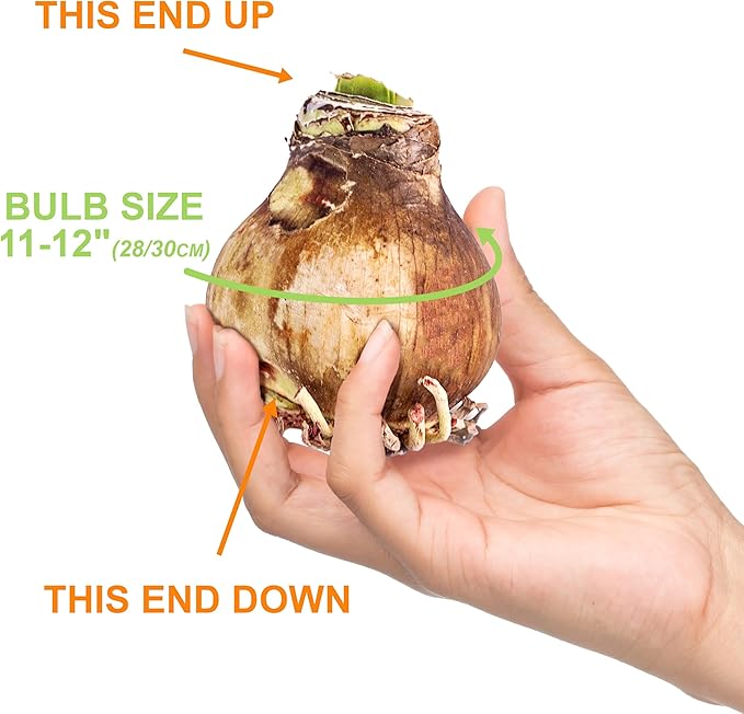 Garden State Bulb Apple Blossom Amaryllis Flower Bulb, 28/30cm, Holiday (Bag of 6)